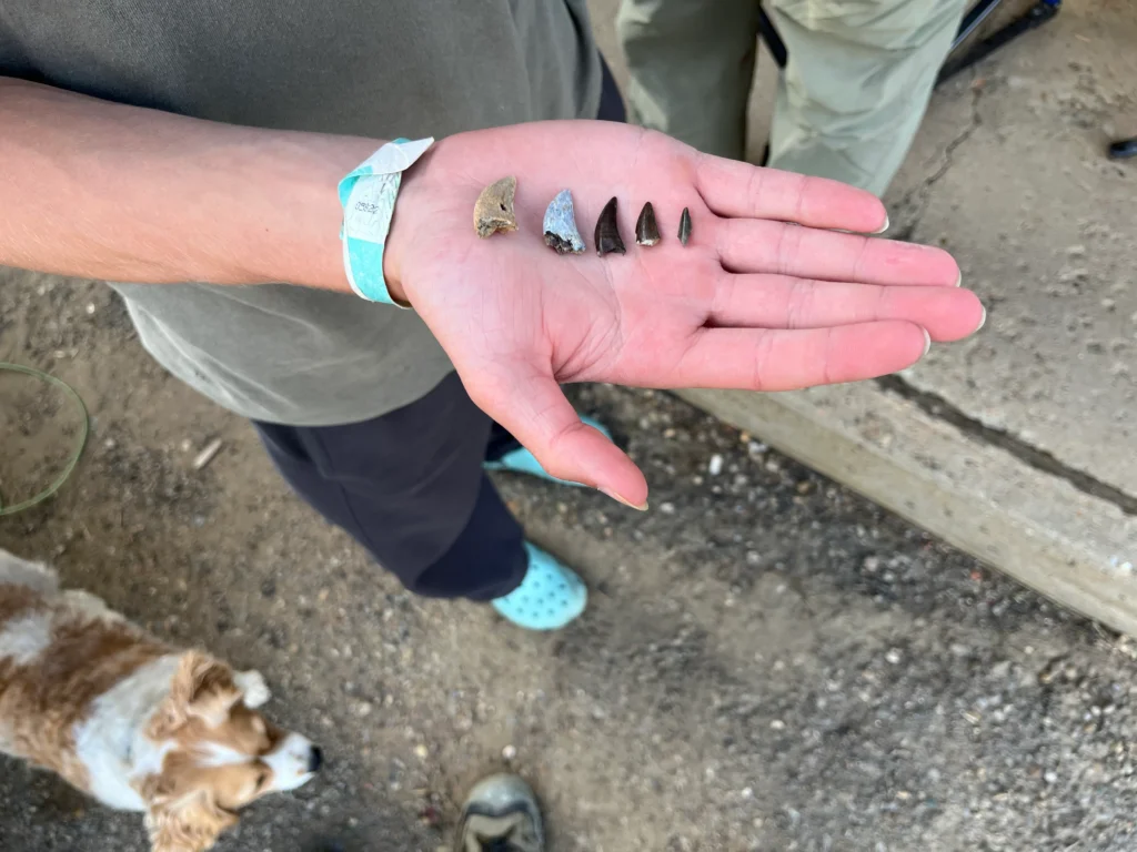 Hands-on fossil excavation